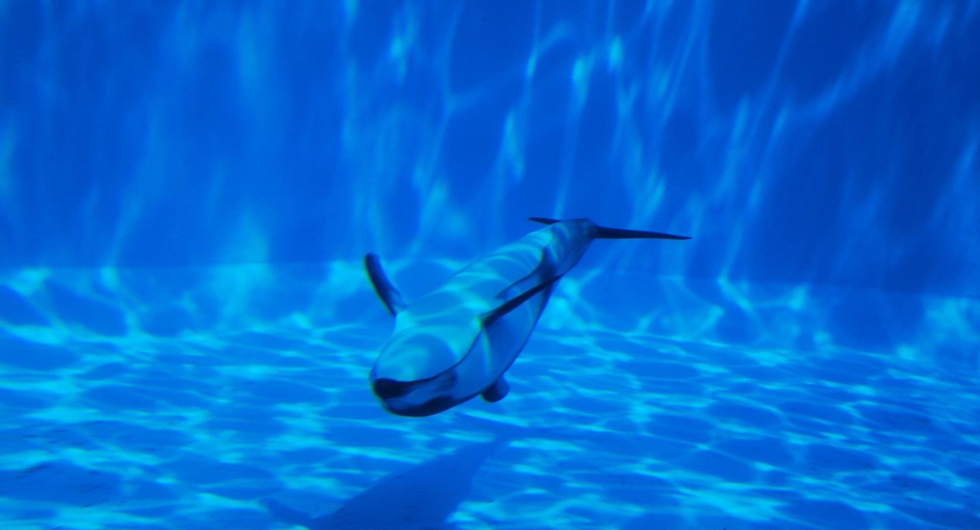 Dolphin Swimming Underwater at 320 x 480 iPhone size wallpapers HD quality