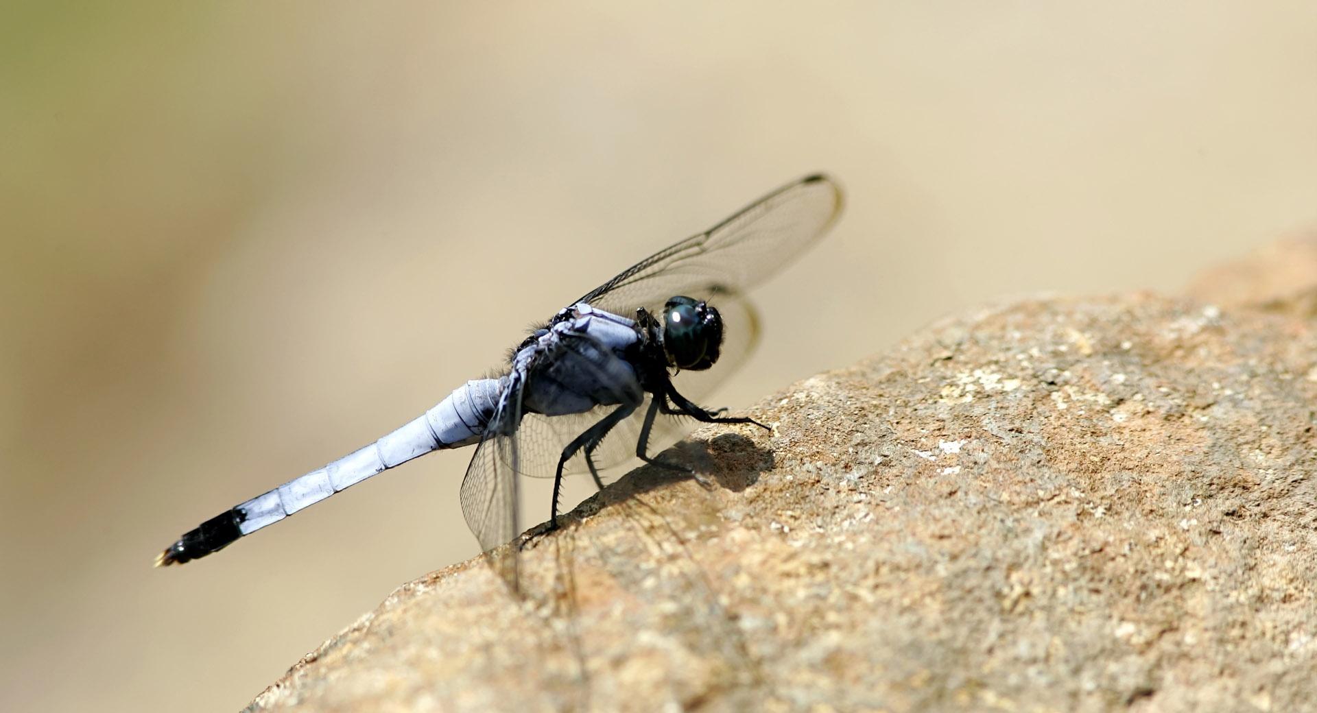 Dragonfly On The Rock wallpapers HD quality