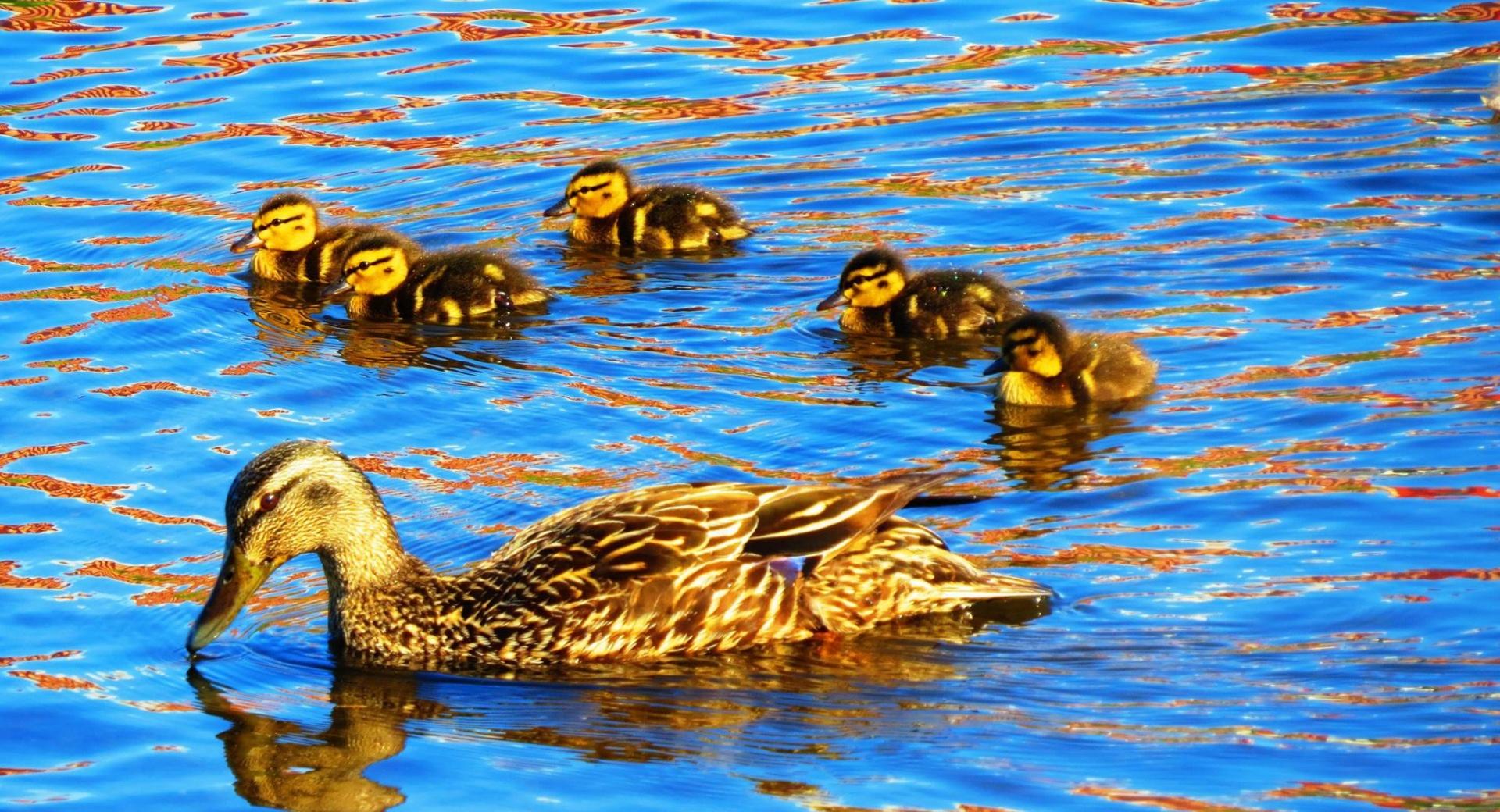 Duck and Ducklings at 750 x 1334 iPhone 6 size wallpapers HD quality