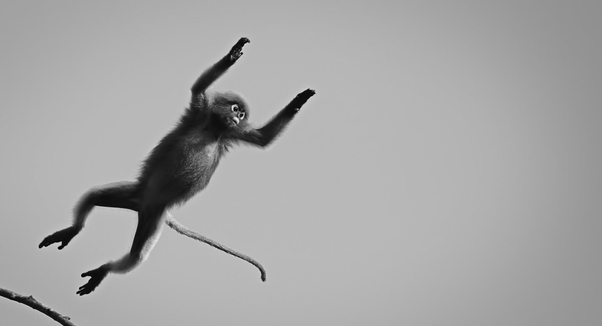 Dusky Langur Monkey Black and White at 1600 x 1200 size wallpapers HD quality