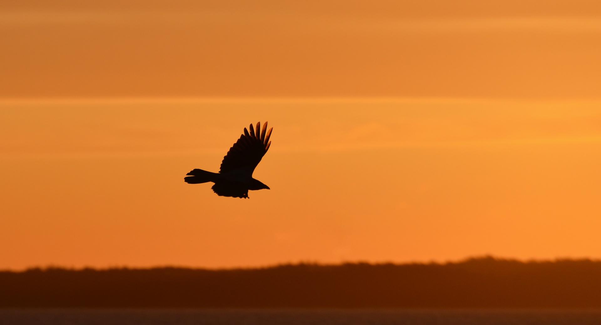 Eagle Silhouette at 640 x 1136 iPhone 5 size wallpapers HD quality