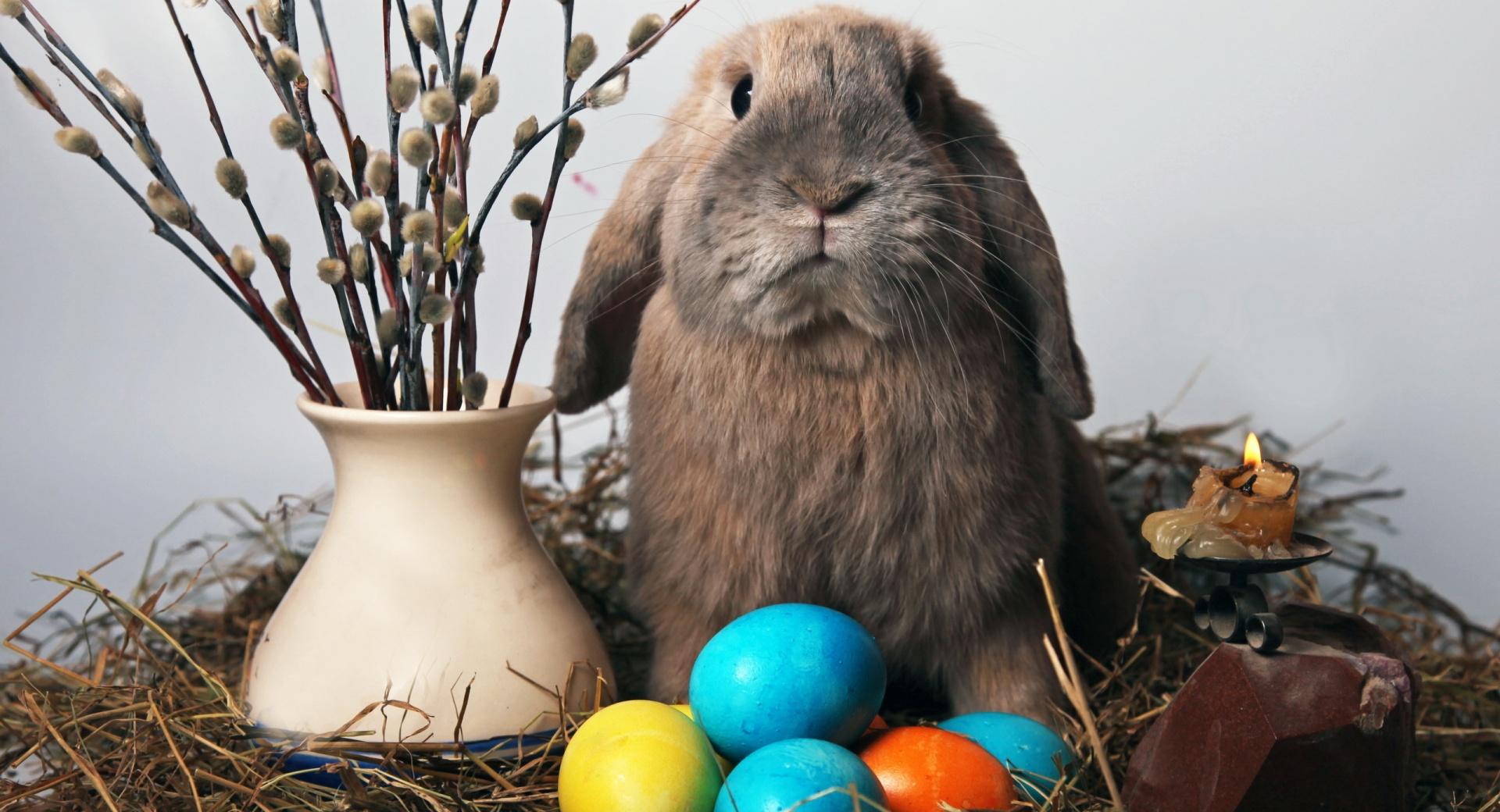 Easter Bunny at 1600 x 1200 size wallpapers HD quality