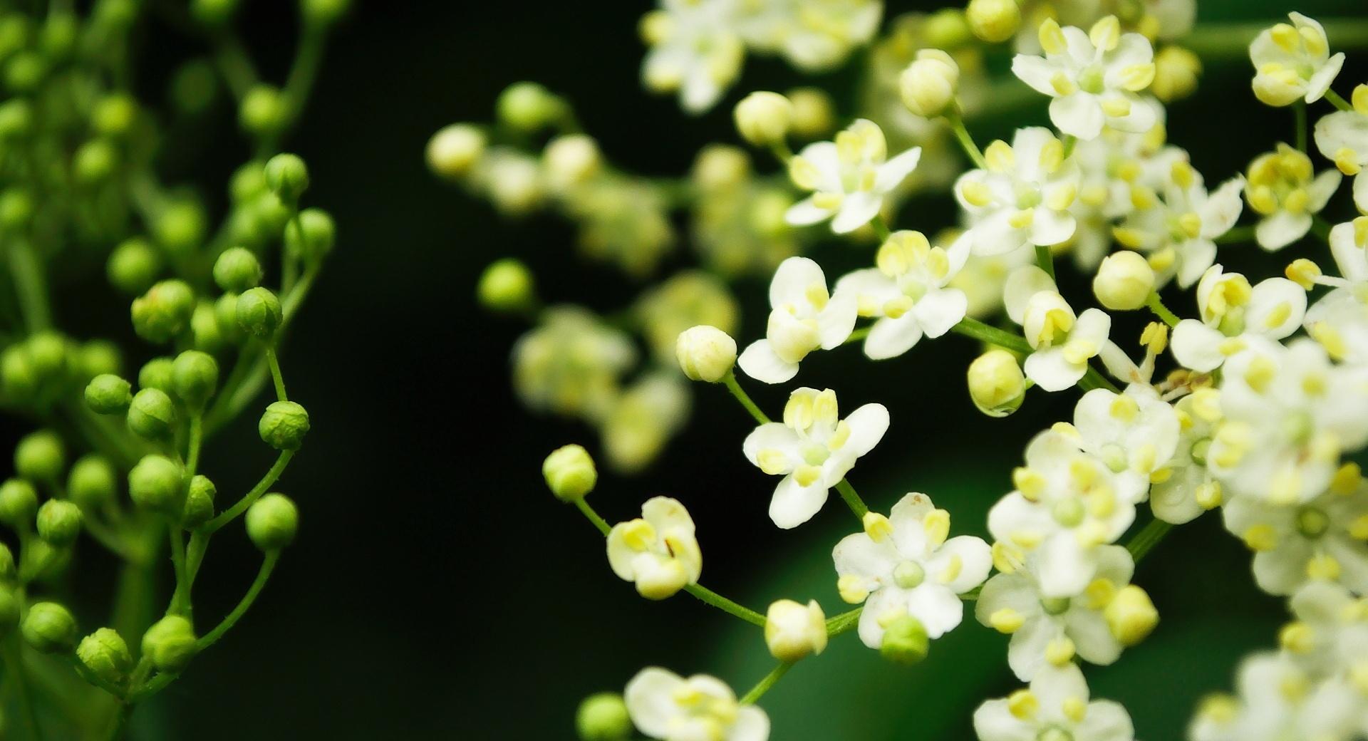 Elderflower at 640 x 1136 iPhone 5 size wallpapers HD quality