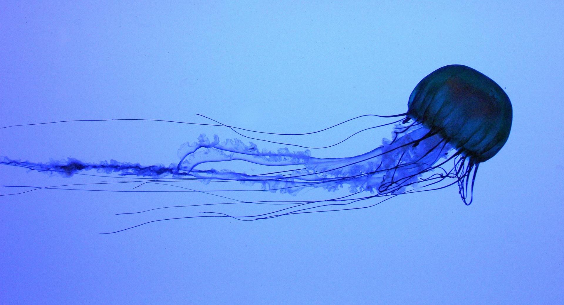 Electric Jellyfish Swimming at 1280 x 960 size wallpapers HD quality