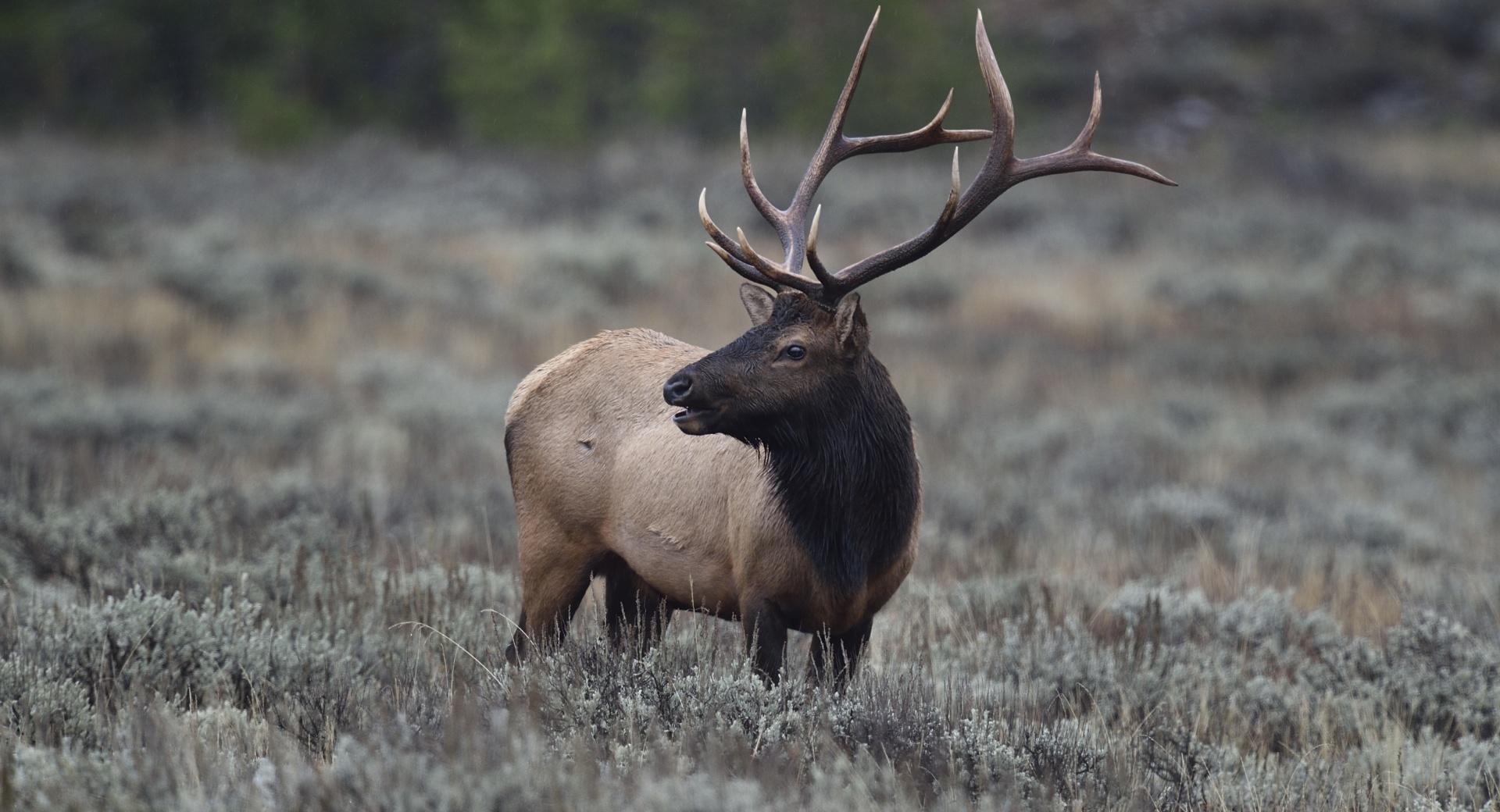 Elk, Grand Teton National Park, Wyoming at 1152 x 864 size wallpapers HD quality