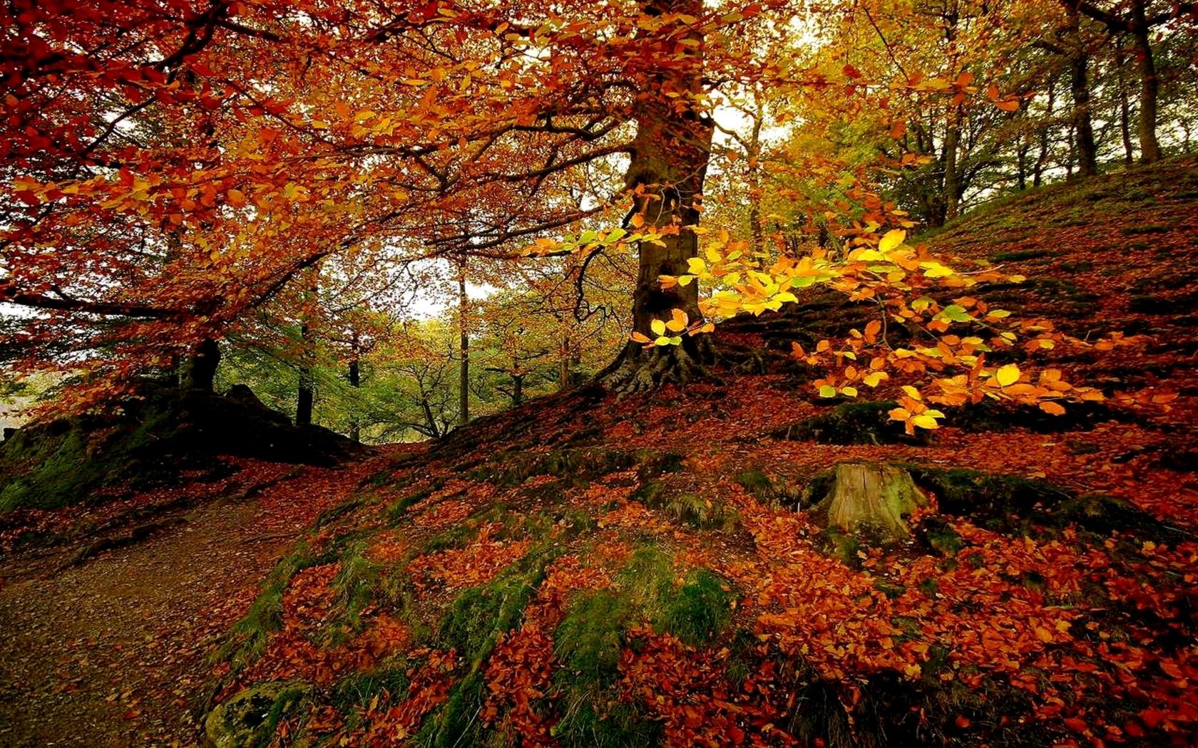 Fall at 640 x 960 iPhone 4 size wallpapers HD quality