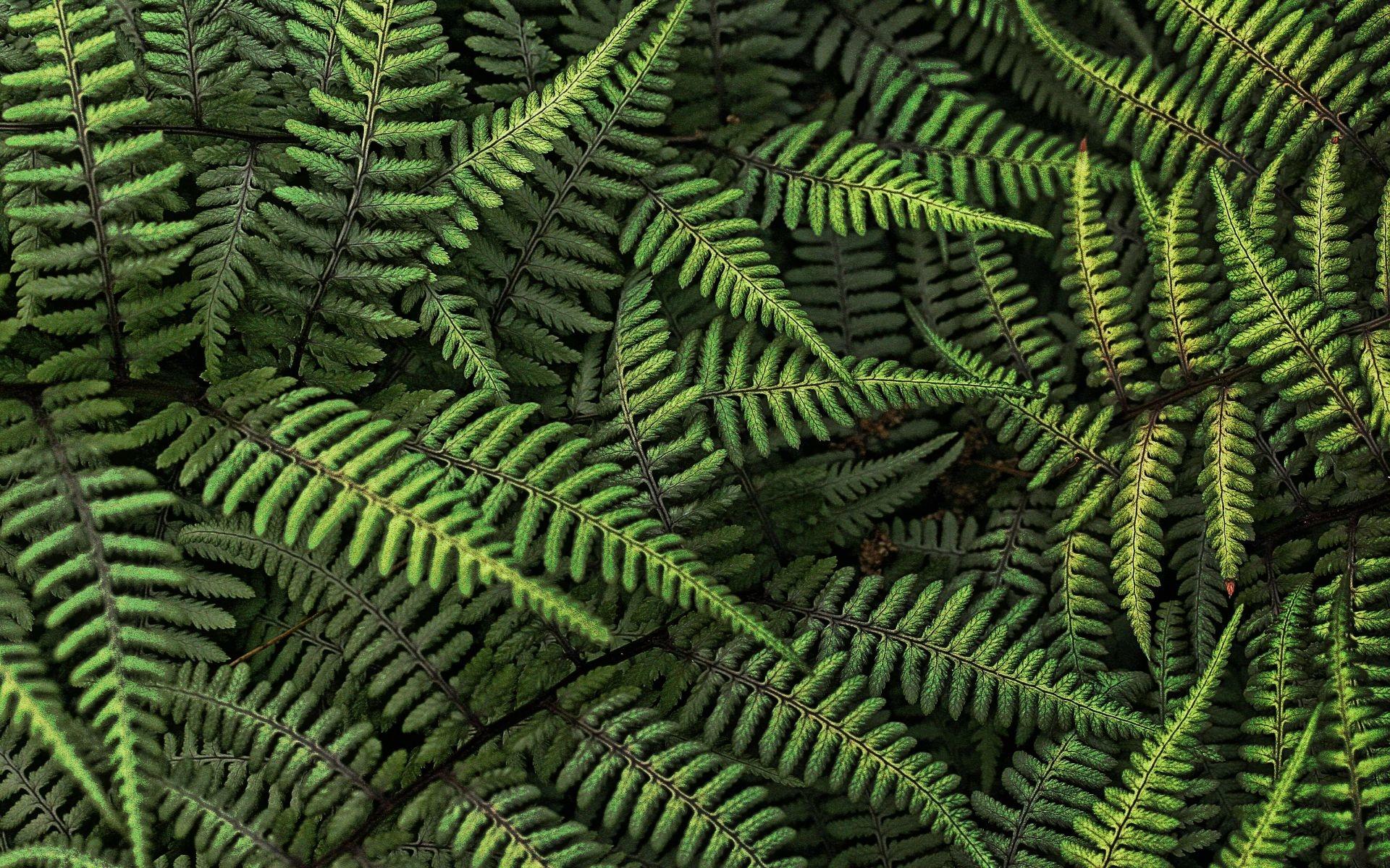 Fern wallpapers HD quality