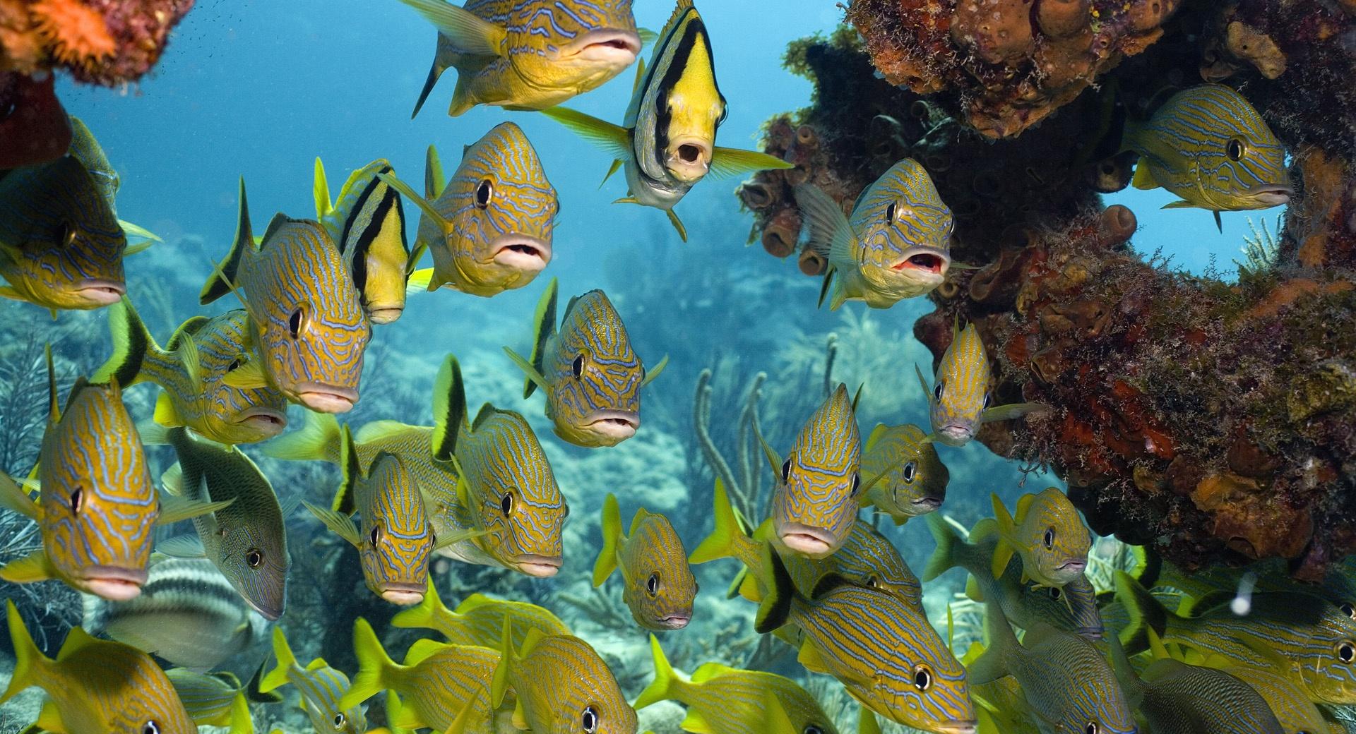Florida Keys National Marine Sanctuary at 1024 x 1024 iPad size wallpapers HD quality