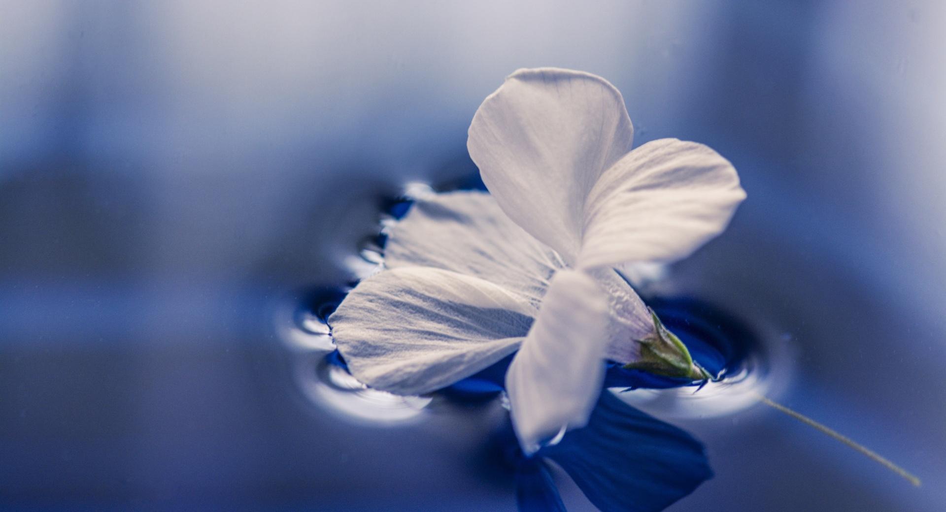 Flower Floating On Water at 1152 x 864 size wallpapers HD quality