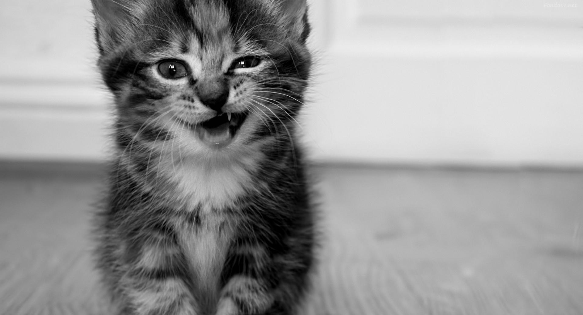 Funny Kitten at 320 x 480 iPhone size wallpapers HD quality