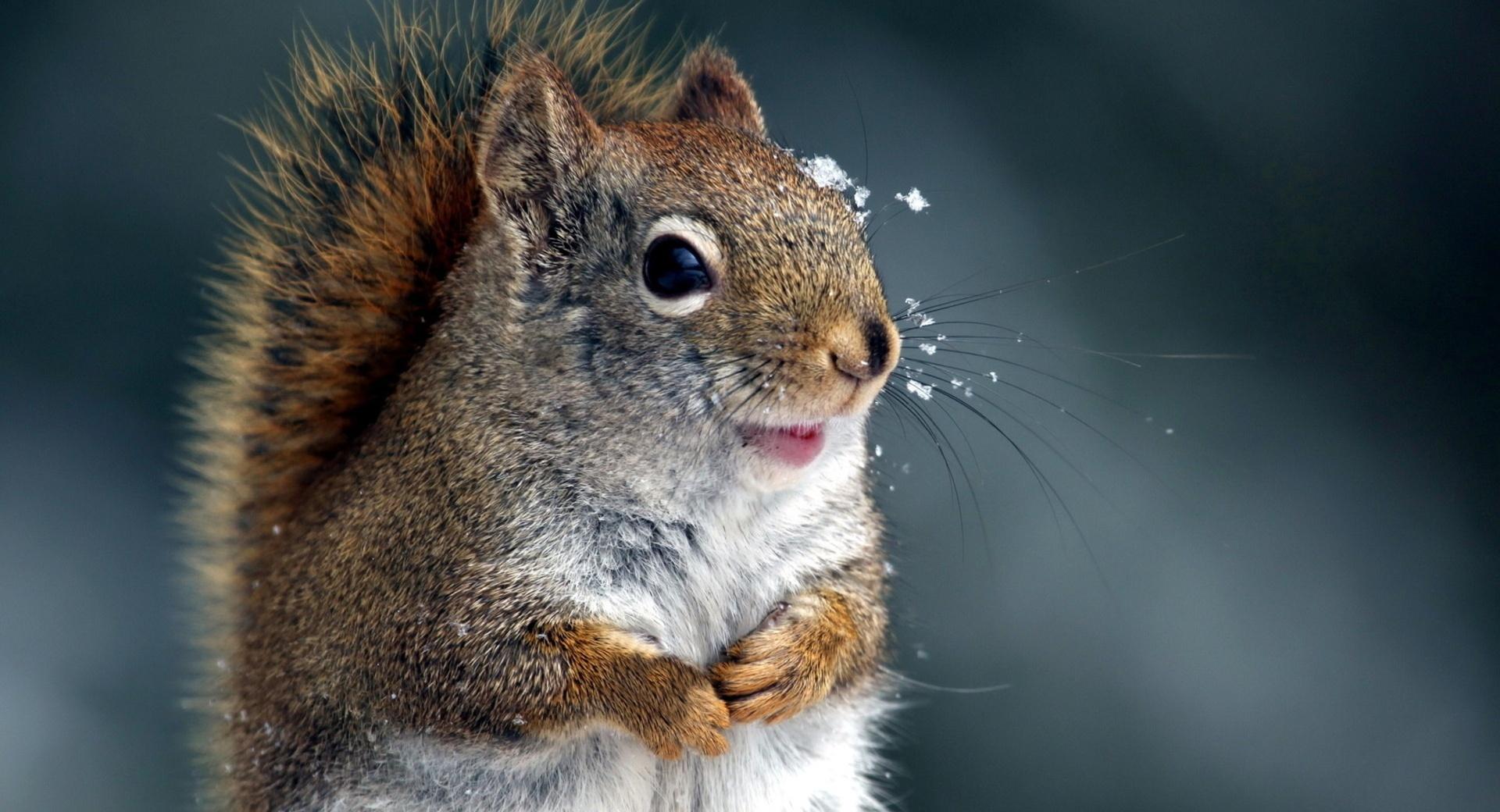 Funny Squirrel at 640 x 960 iPhone 4 size wallpapers HD quality