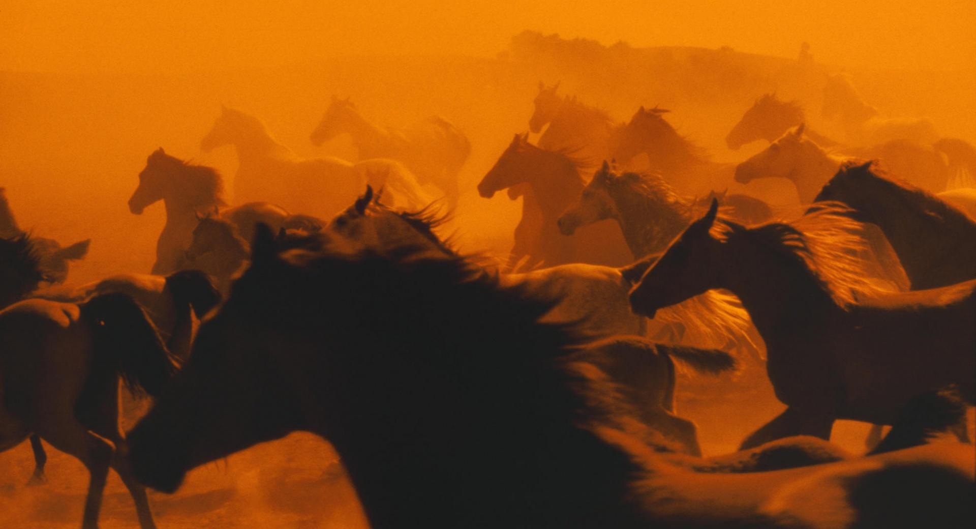 Galloping Herd at 640 x 1136 iPhone 5 size wallpapers HD quality