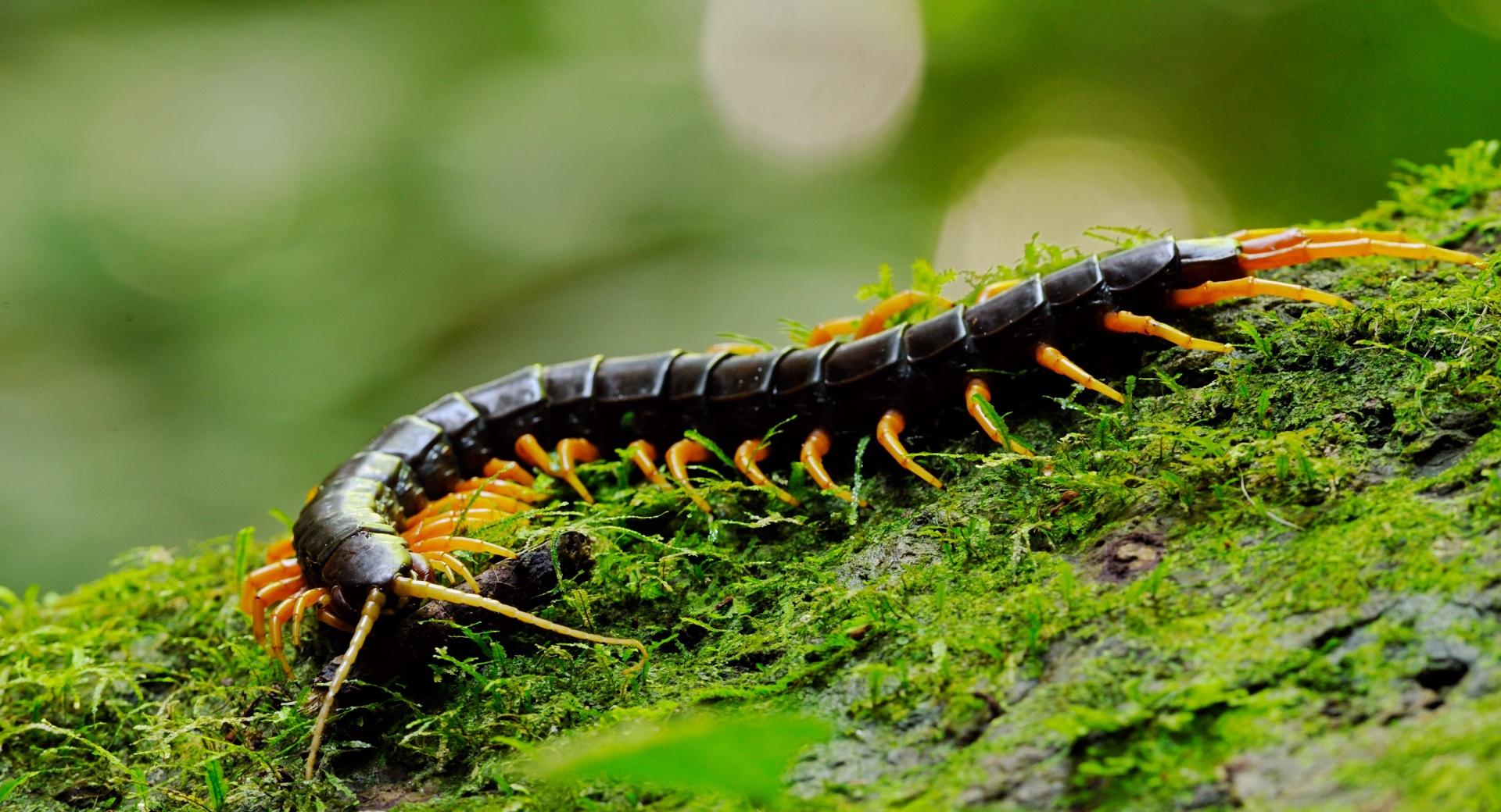 Giant Centipede Macro at 640 x 1136 iPhone 5 size wallpapers HD quality