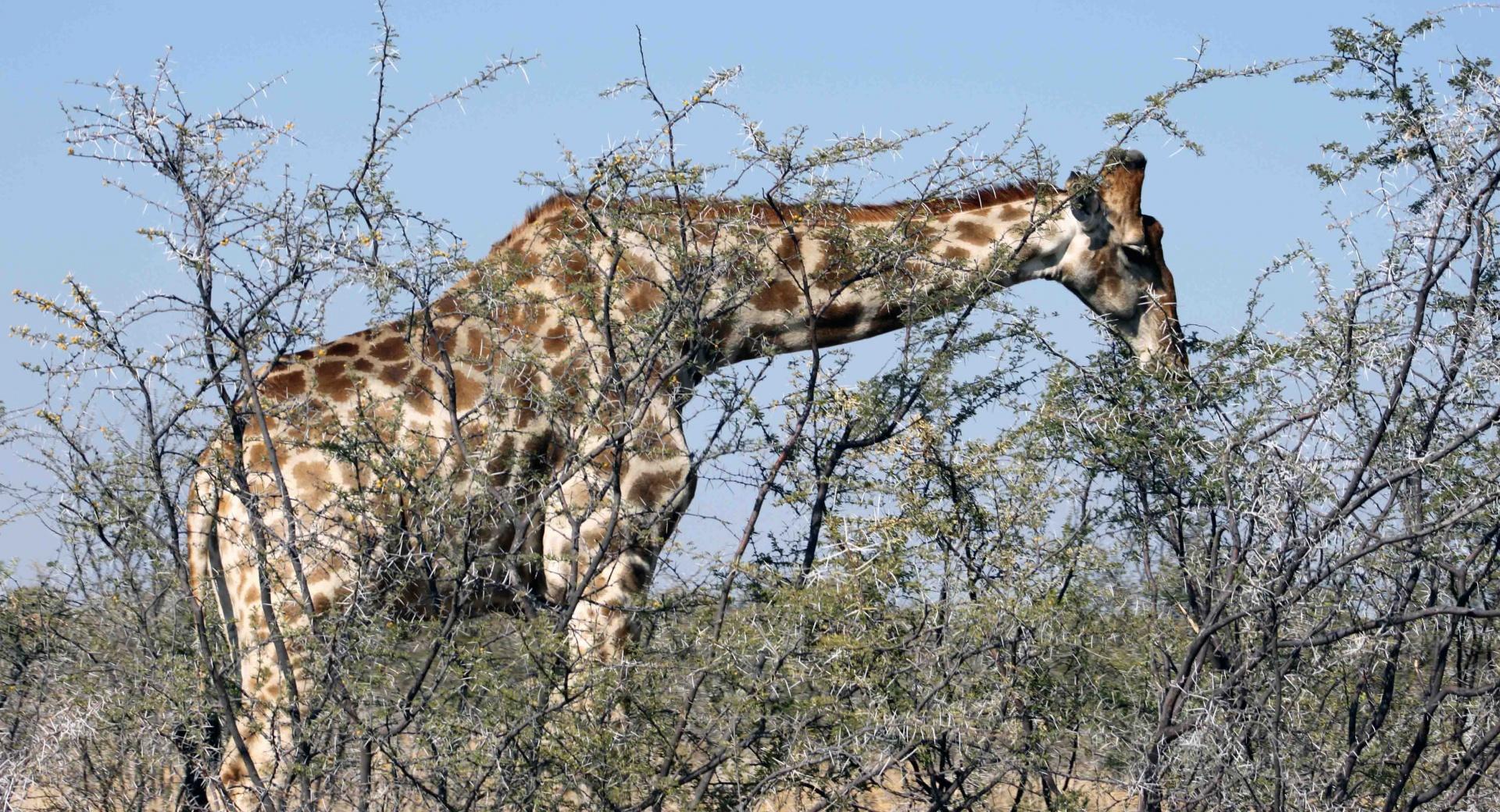 Giraffe Eating From A Tree at 640 x 1136 iPhone 5 size wallpapers HD quality