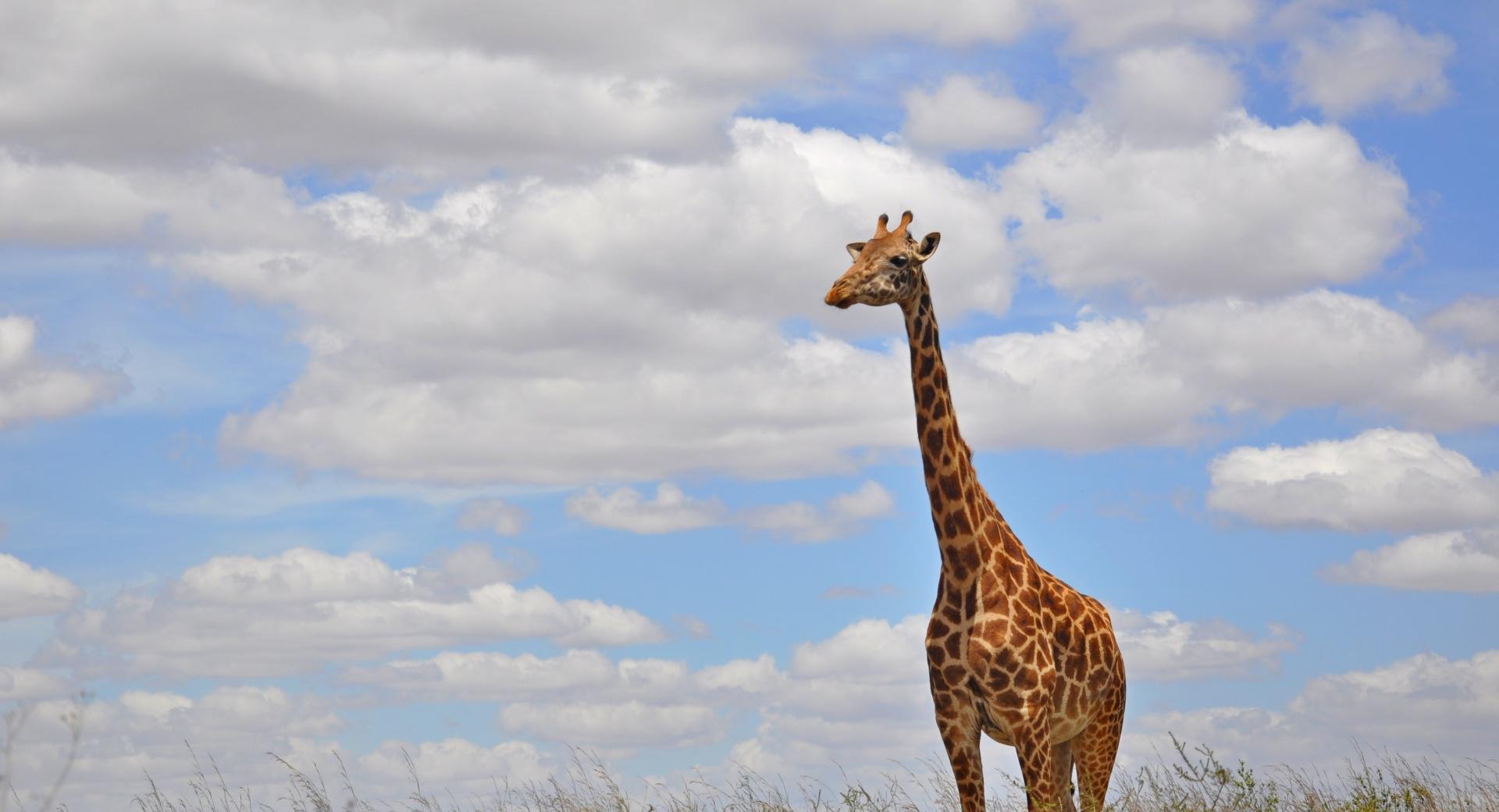Giraffe in Nairobi Park at 2048 x 2048 iPad size wallpapers HD quality