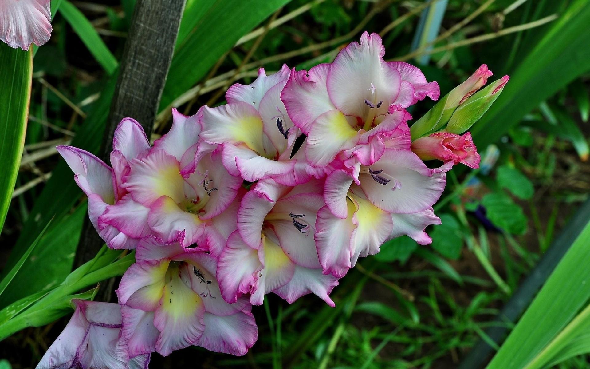 Gladiolus at 2048 x 2048 iPad size wallpapers HD quality
