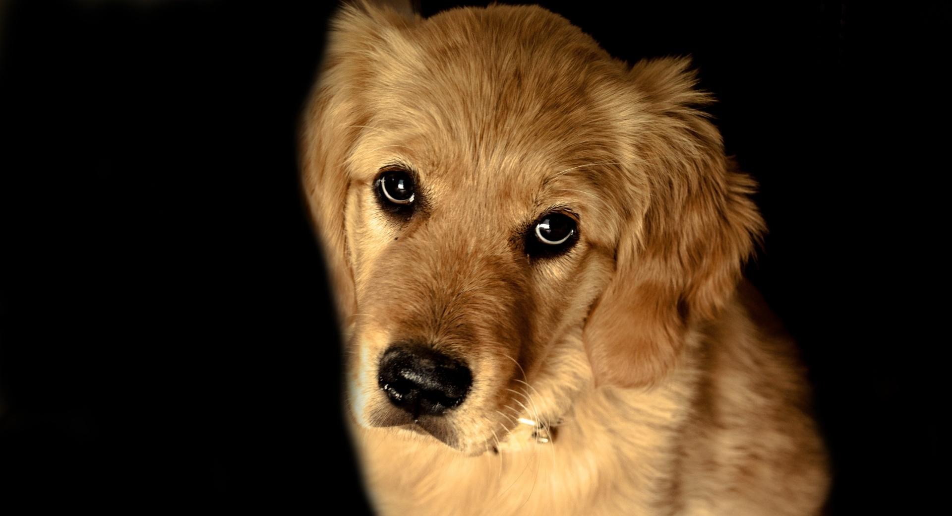 Golden Retriever Dog at 1024 x 1024 iPad size wallpapers HD quality