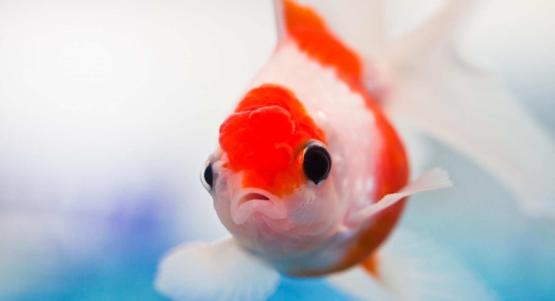Goldfish Aquarium at 320 x 480 iPhone size wallpapers HD quality