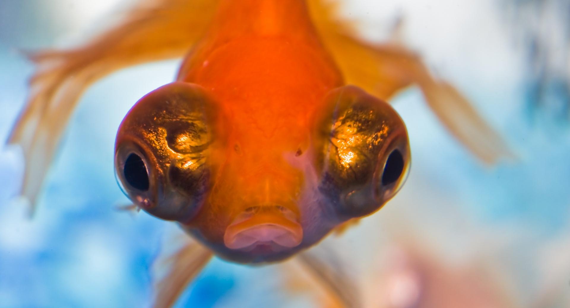 Goldfish with Big Eyes wallpapers HD quality