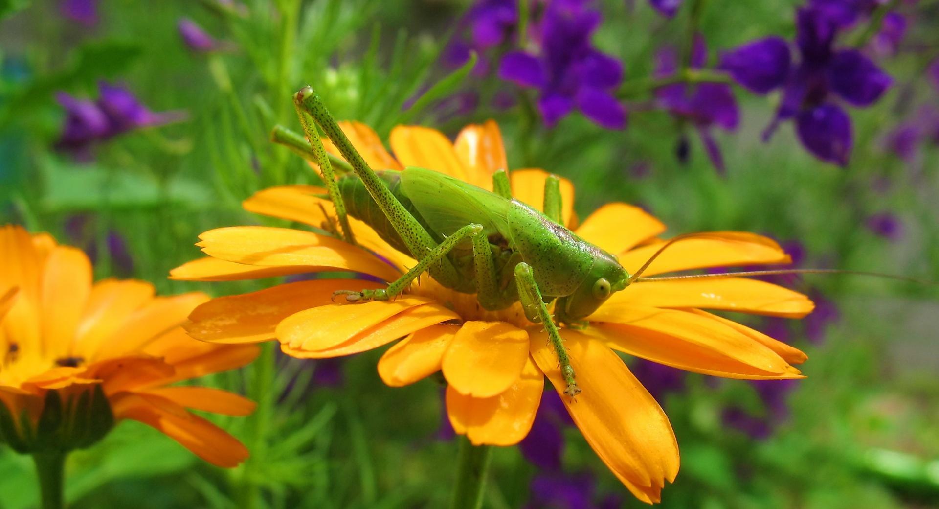 Grasshopper On A Flower at 1280 x 960 size wallpapers HD quality