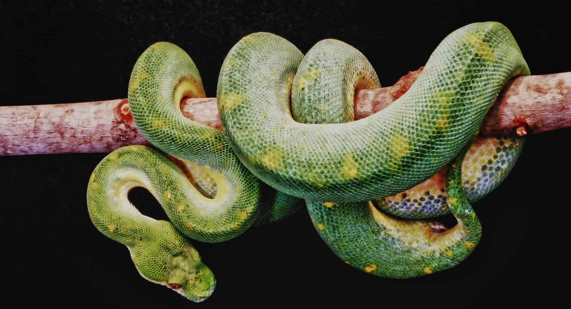 Green Boa Constrictor at 2048 x 2048 iPad size wallpapers HD quality