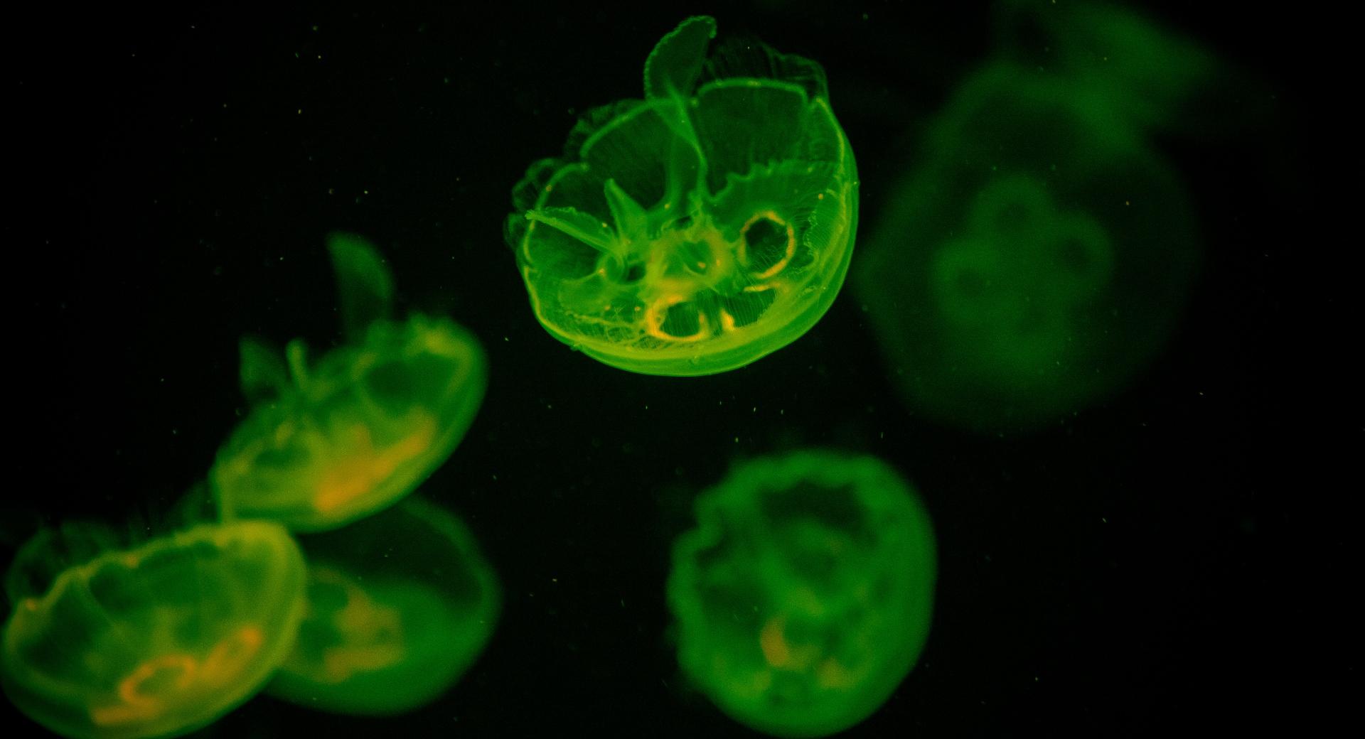 Green Jellyfish at 1024 x 1024 iPad size wallpapers HD quality
