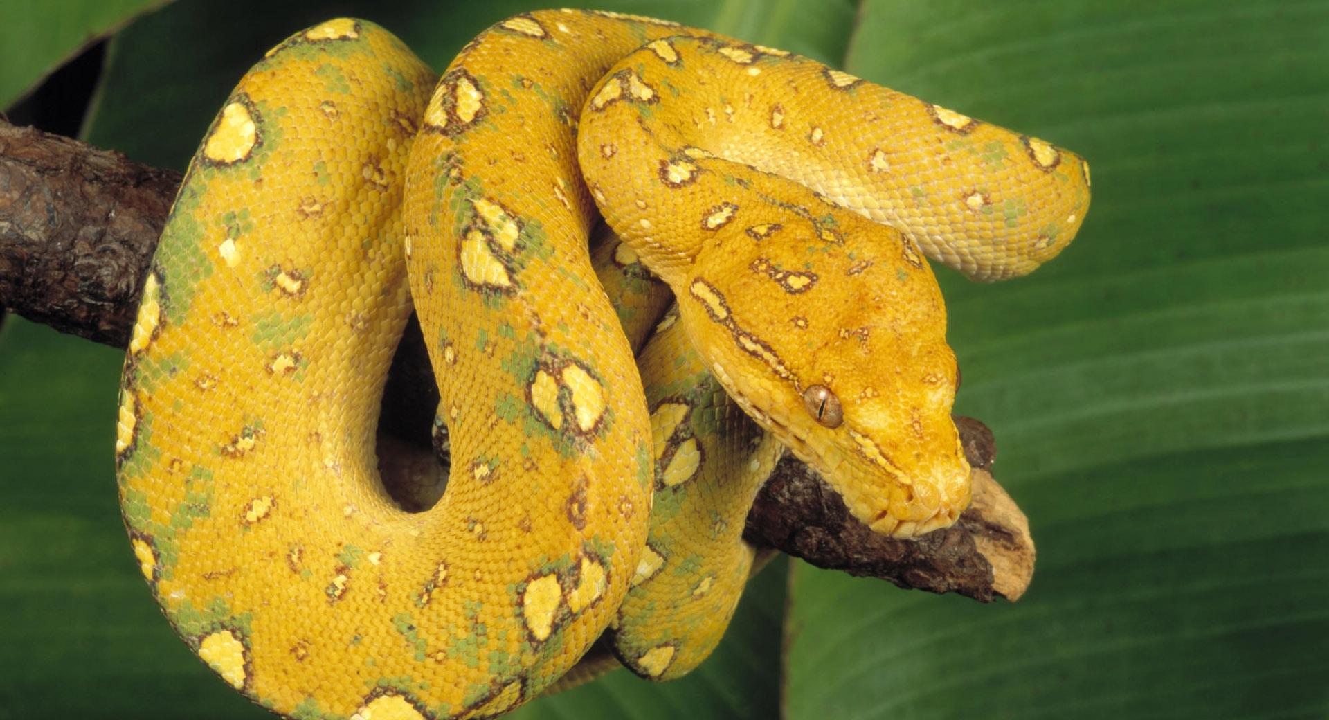 Green Tree Python at 1152 x 864 size wallpapers HD quality