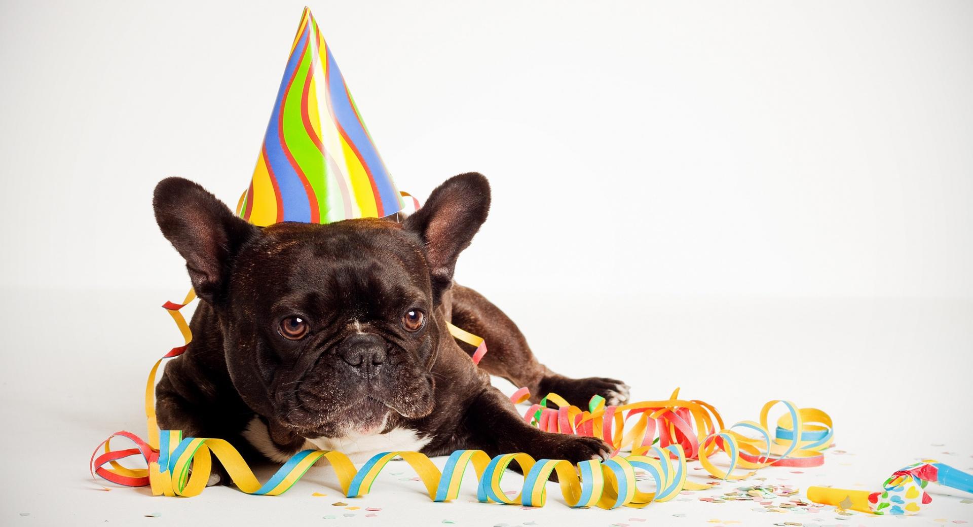 Happy Birthday Dog at 1600 x 1200 size wallpapers HD quality