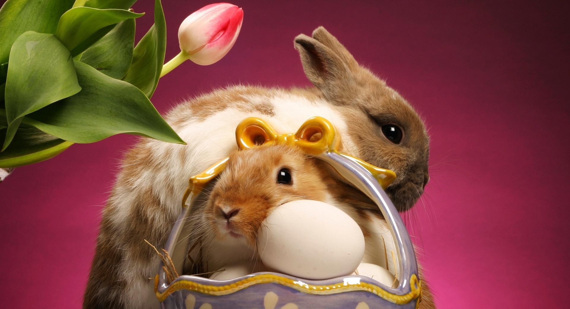 Happy Easter wallpapers HD quality