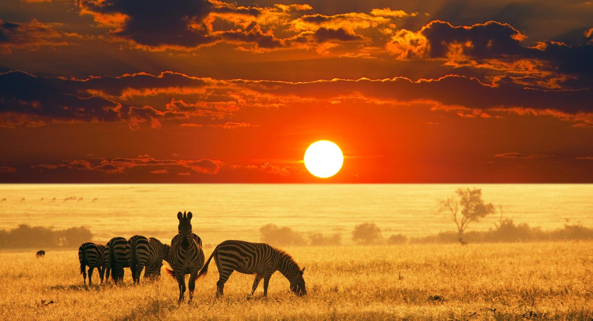 Herd Of Zebras at 1024 x 768 size wallpapers HD quality