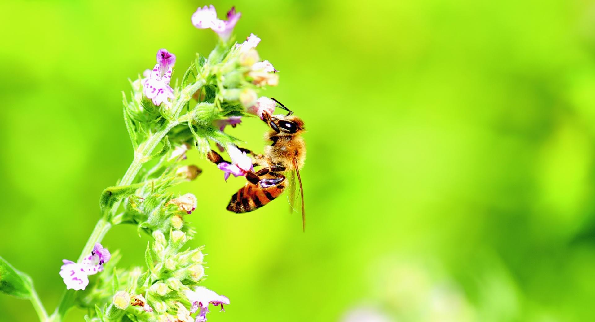 Honey Bee, Bright Green Background wallpapers HD quality