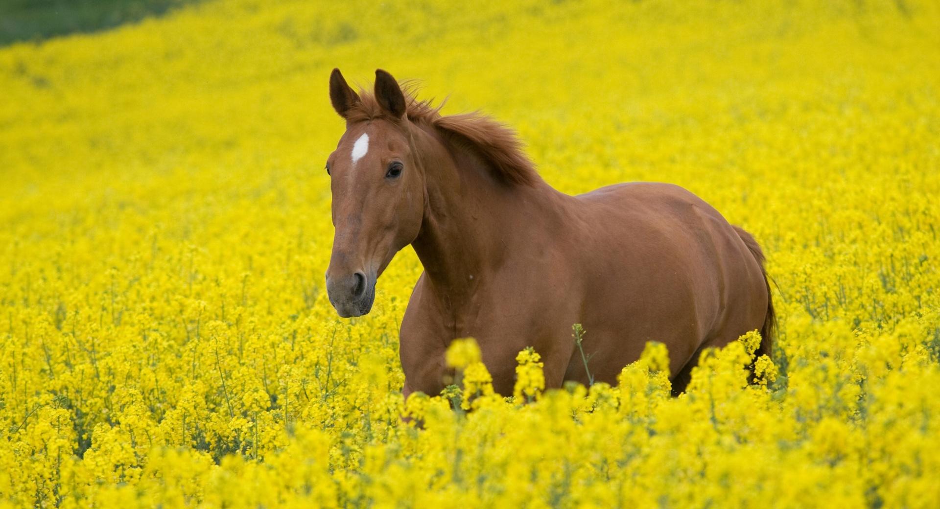 Horse In Flower Field at 2048 x 2048 iPad size wallpapers HD quality