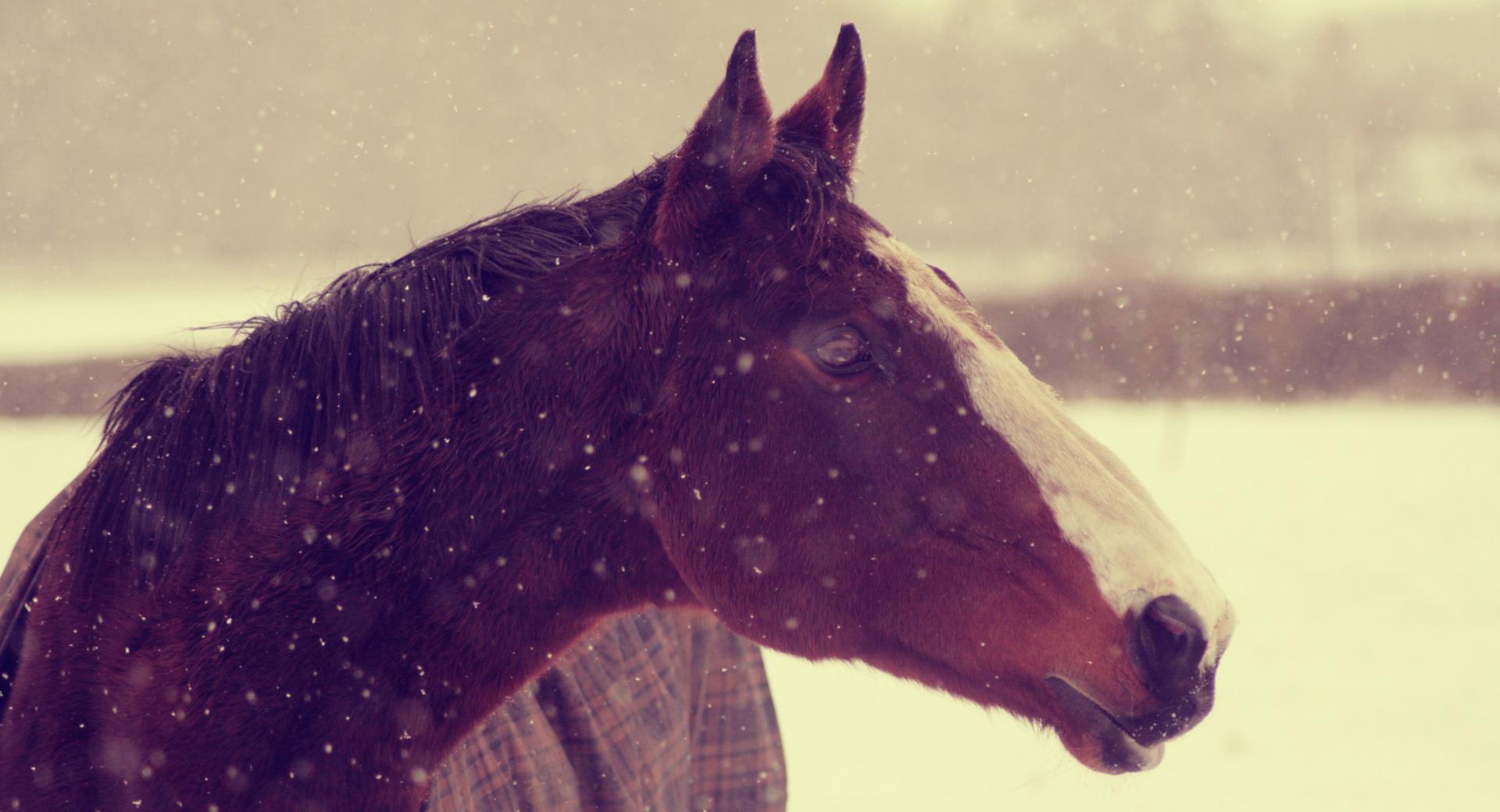 Horse In Winter at 750 x 1334 iPhone 6 size wallpapers HD quality