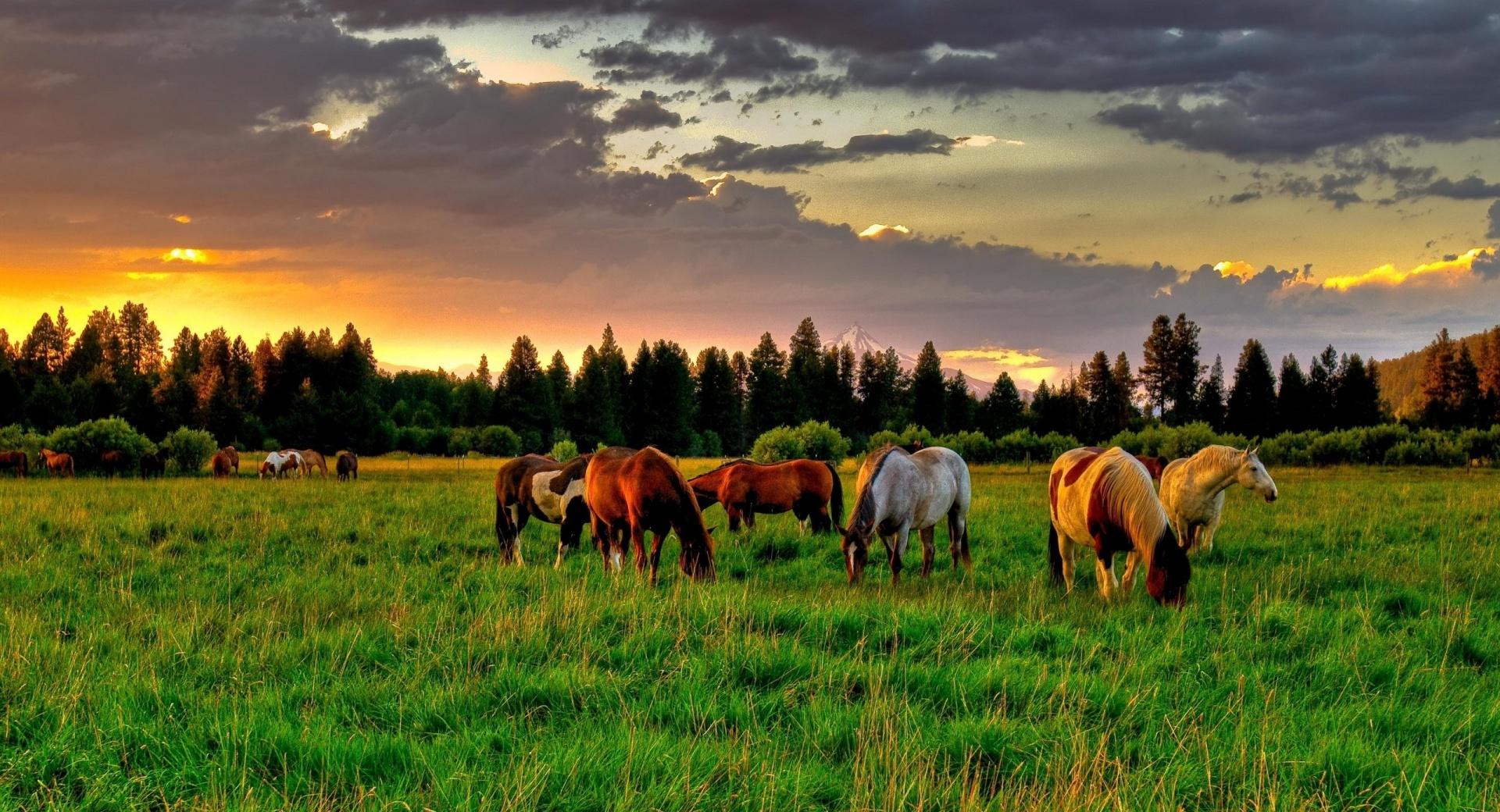 Horses Grazing In A Field at 1334 x 750 iPhone 7 size wallpapers HD quality