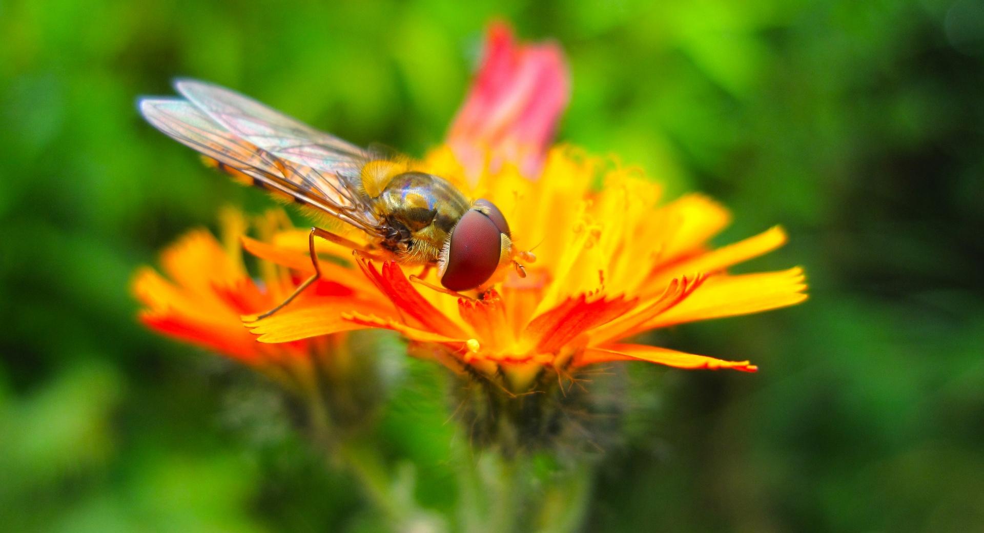 Hoverfly On A Orange Flower at 1280 x 960 size wallpapers HD quality
