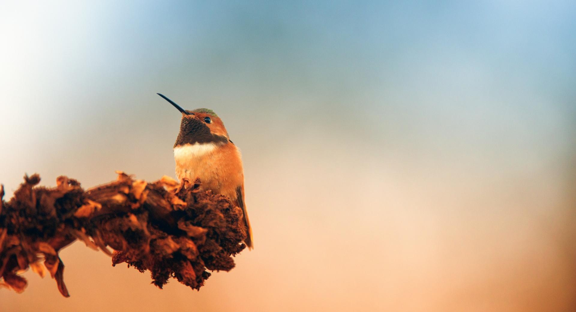 Hummingbird, Autumn at 1024 x 1024 iPad size wallpapers HD quality