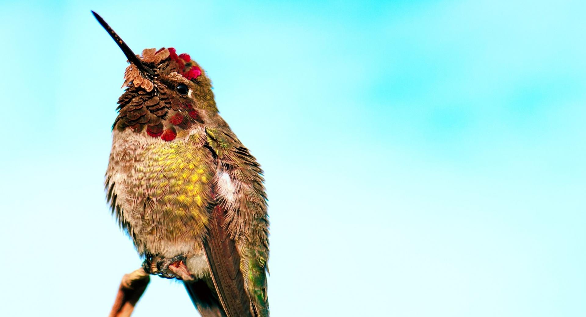 Hummingbird Head Up at 1600 x 1200 size wallpapers HD quality