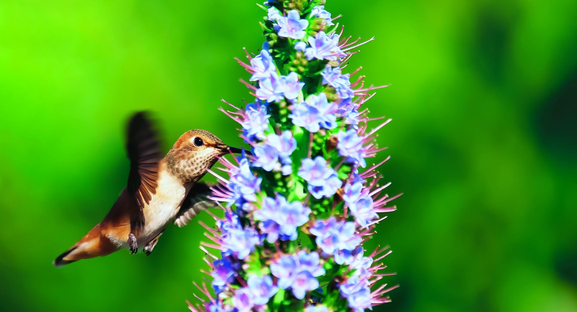 Hummingbird in the Wild wallpapers HD quality