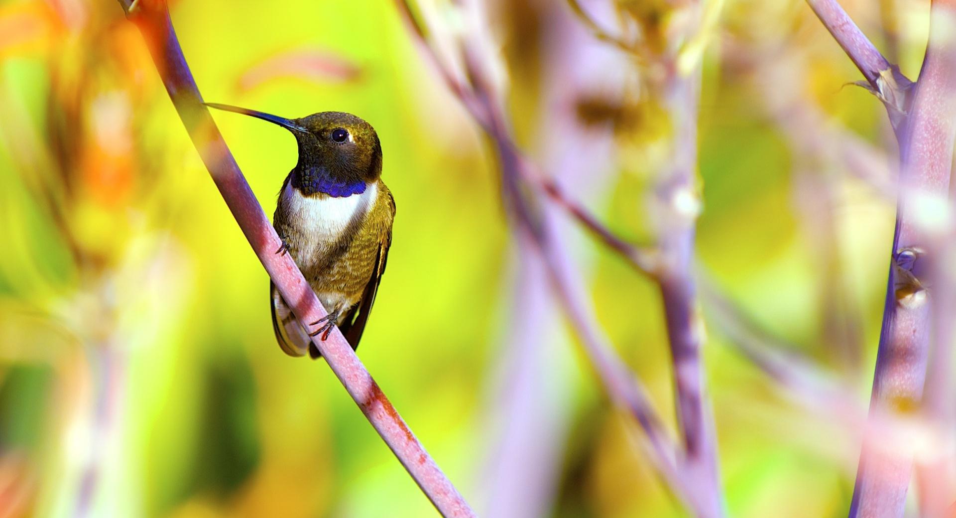 Hummingbird Photography at 1152 x 864 size wallpapers HD quality