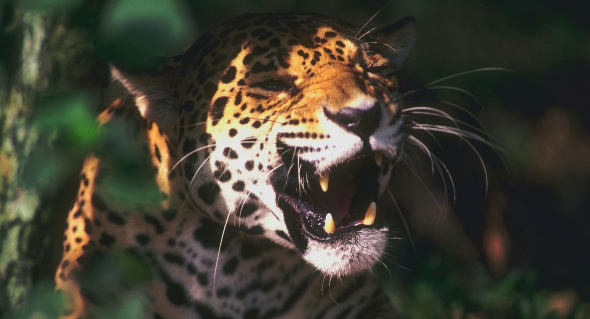Jaguar Roaring at 640 x 960 iPhone 4 size wallpapers HD quality