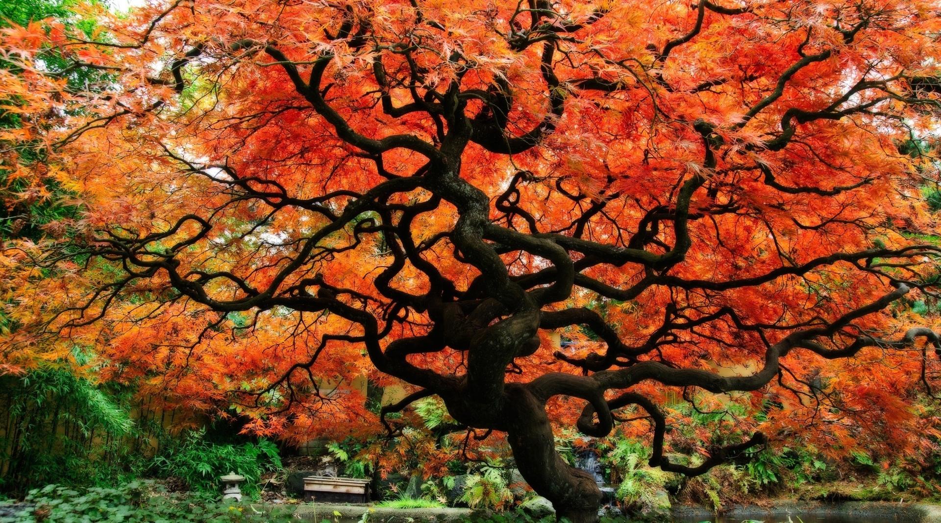 Japanese Garden at 640 x 1136 iPhone 5 size wallpapers HD quality