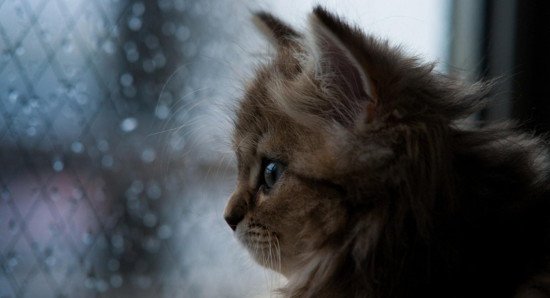 Kitten Looking Out Window at 640 x 960 iPhone 4 size wallpapers HD quality