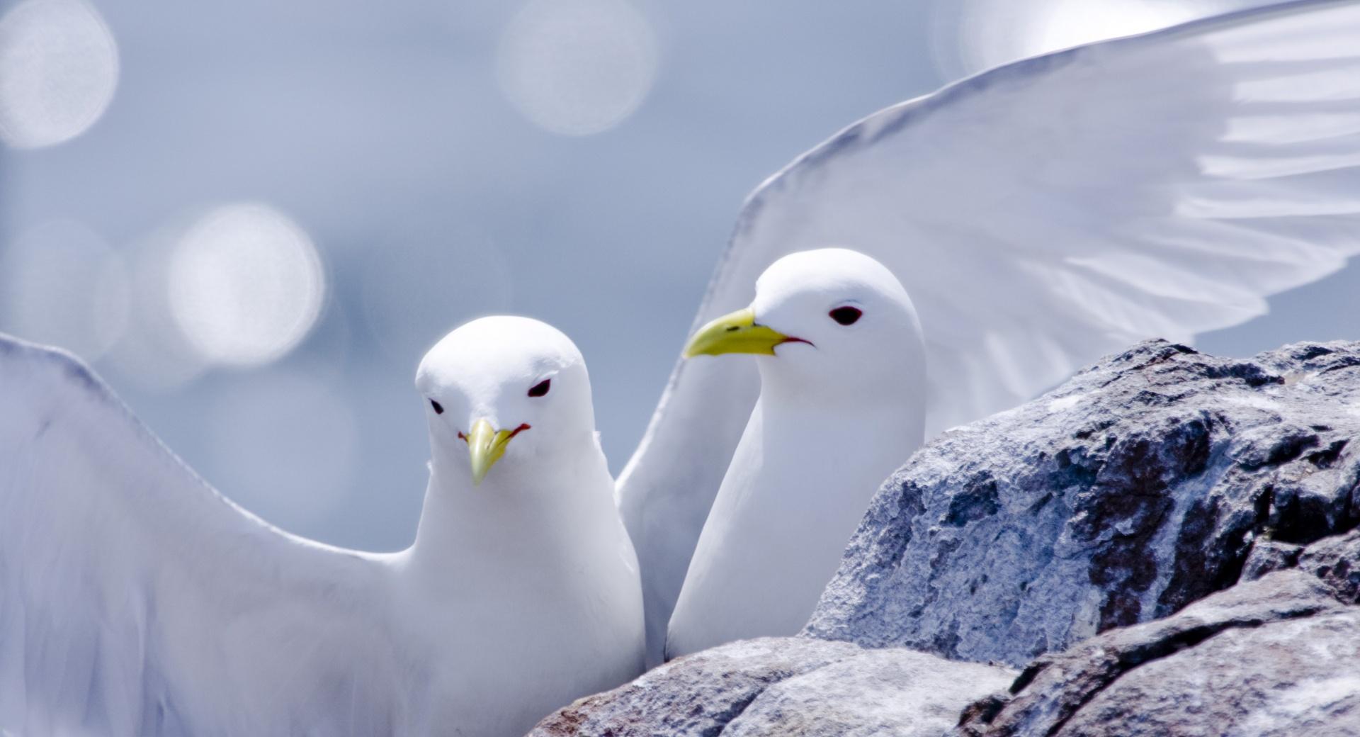 Kittiwakes at 640 x 1136 iPhone 5 size wallpapers HD quality