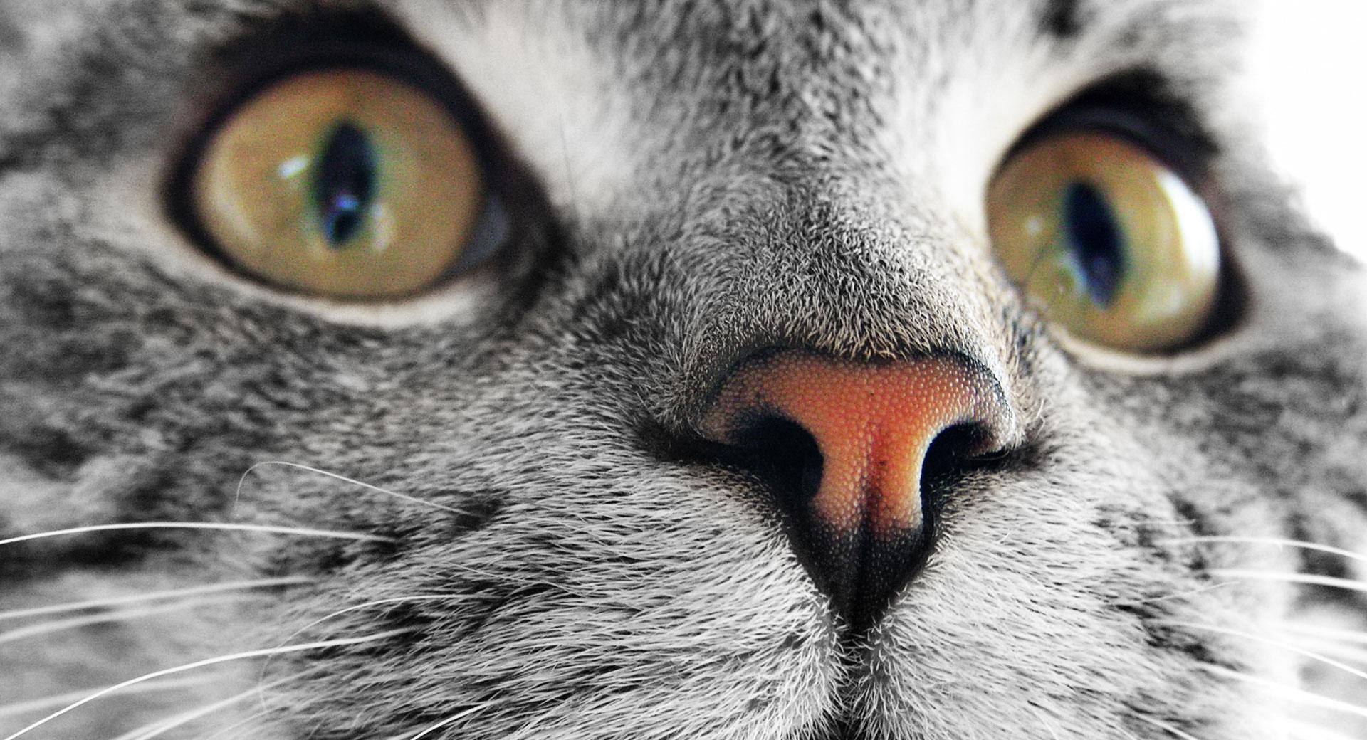 Kitty Cat Close Up at 320 x 480 iPhone size wallpapers HD quality