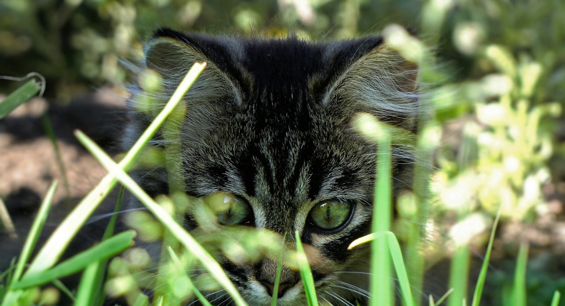 Kitty In Grass at 1024 x 1024 iPad size wallpapers HD quality