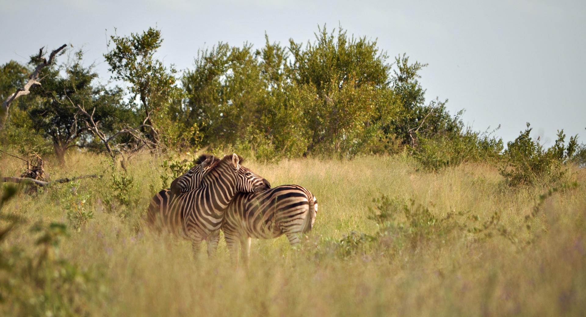 Kruger National Park at 1280 x 960 size wallpapers HD quality