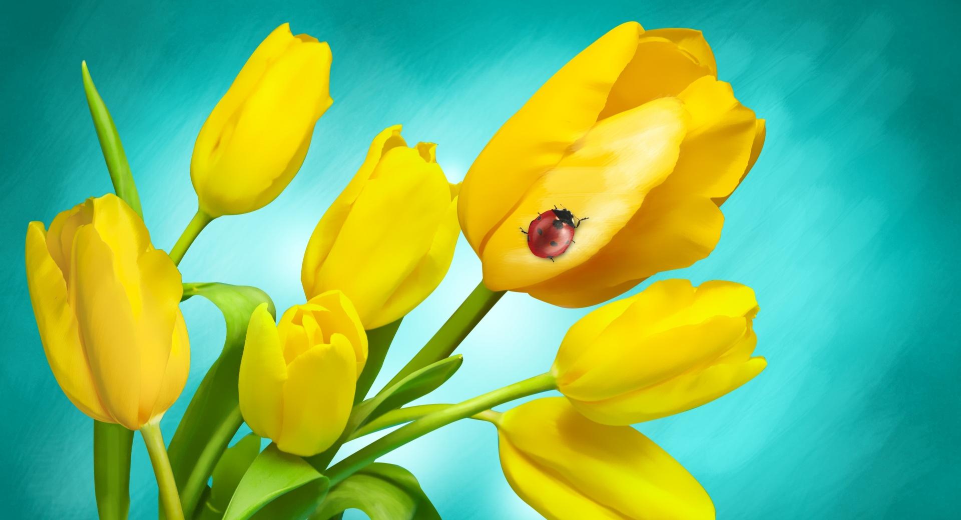 Ladybird and Yellow Tulips in Vase wallpapers HD quality
