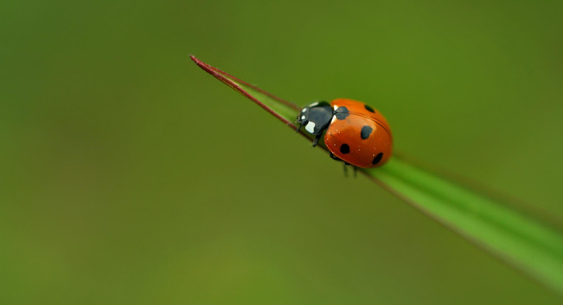 Ladybug On A Leaf at 640 x 1136 iPhone 5 size wallpapers HD quality