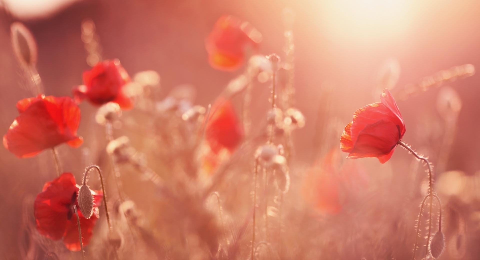 Late Summer Poppies wallpapers HD quality