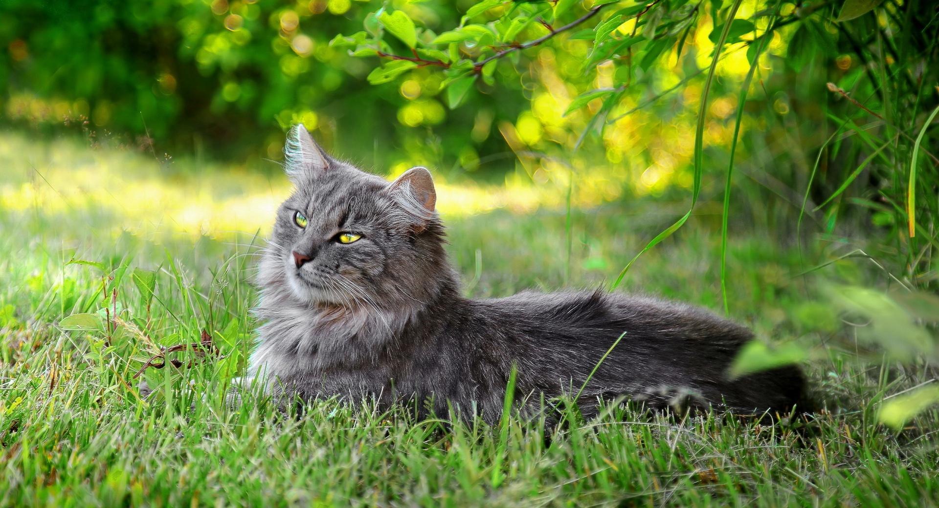 Lazy Cat Outdoors at 1024 x 768 size wallpapers HD quality